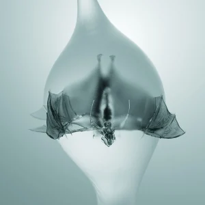 Unprocessed - Angel